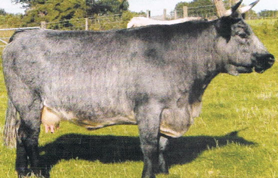 blue cow - ancient cattle of wales