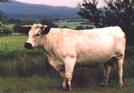 white - ancient cattle of wales