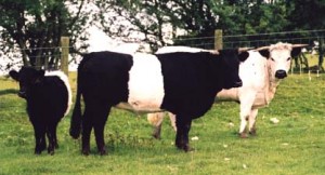 black belted - ancient cattle of wales