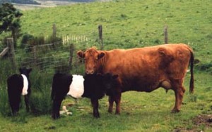 belted & red - ancient cattle of wales