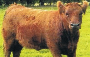 red - ancient cattle of wales