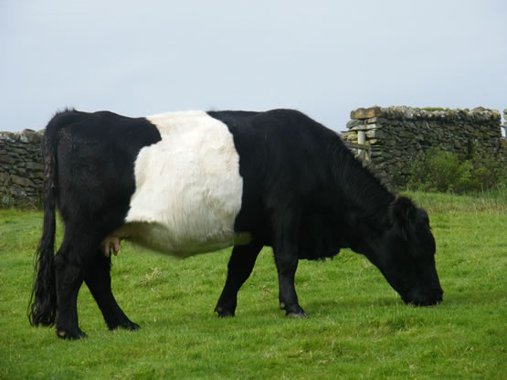 belted black - ancient cattle of wales