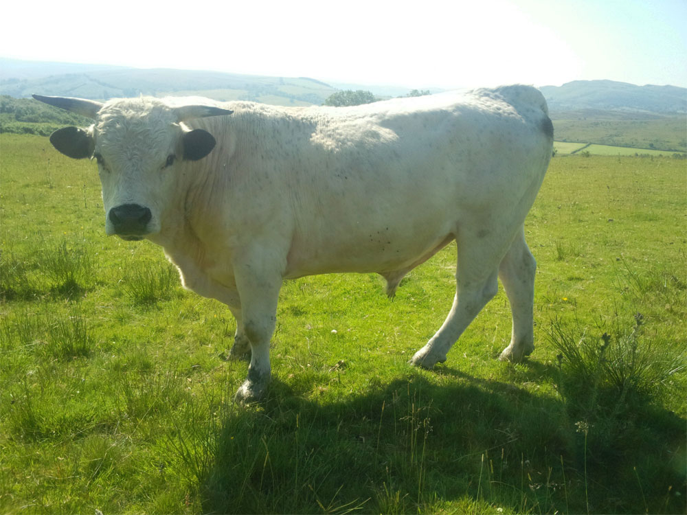 white bull - ancient cattle of wales