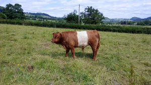 Red belted bull calf