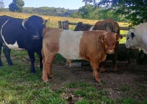Dyfi Bendigeidfran llo tarw, bull calf